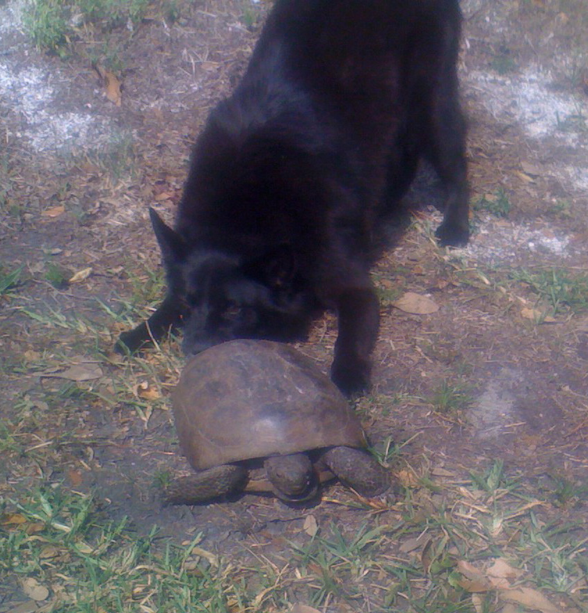 turtle-puppy love  (c) bob traupman 2009. all rights reserved.